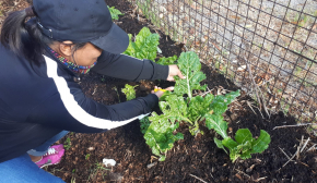 Food Garden Project